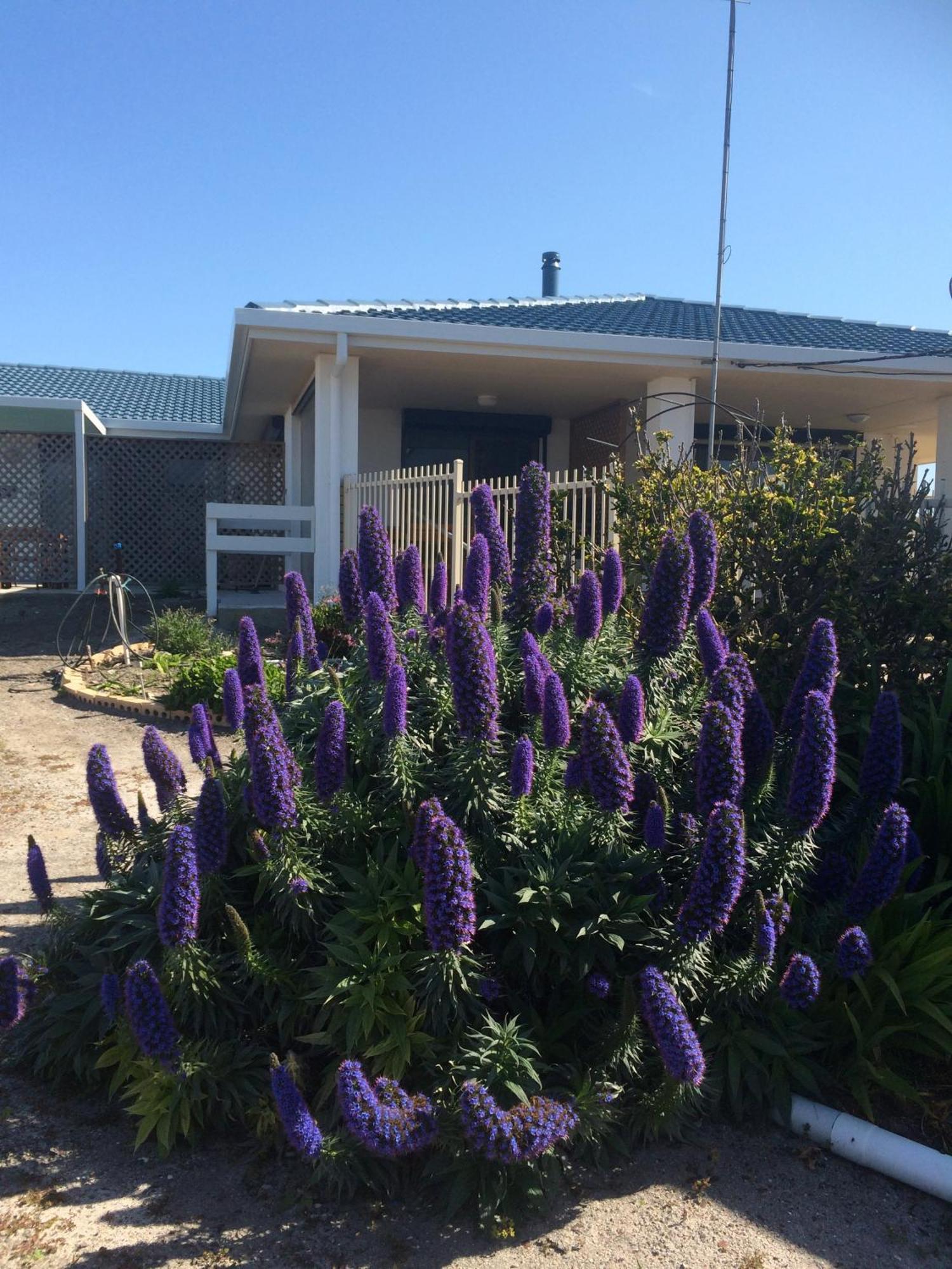 Salty Air Apartments Kingscote Kangaroo Island Exteriör bild